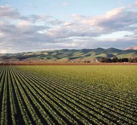 70-30-Asparita-Farmers-field-min